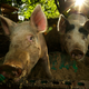 Illustration for article titled Exploding Hog-Manure Foam Is Costing Farmers Millions
